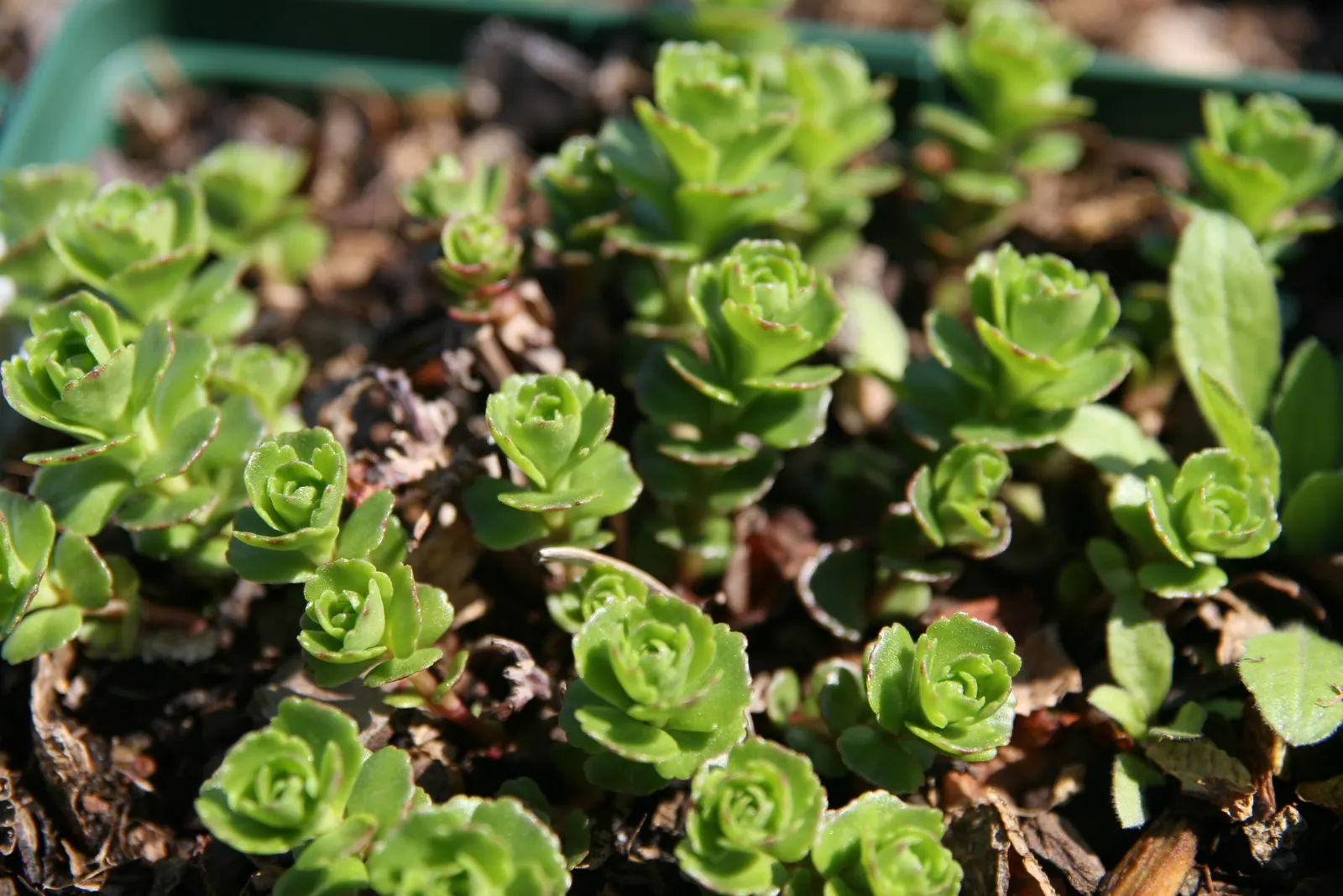 Orange Stonecrop (Sedum Nussbaumerianum) — ground cover / succulent for full or half; thus promoting biodiversity within the garden, image 96