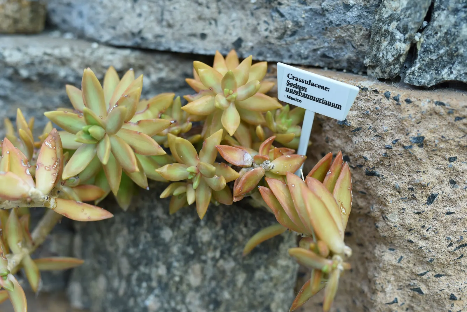 Orange Stonecrop (Sedum Nussbaumerianum) — it is excellent for container planting