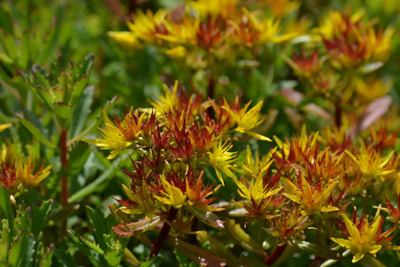Orange Stonecrop (Sedum Nussbaumerianum) — Orange Stonecrop (Sedum nussbaumerianum) thrives in USDA zones 9-11 and is a striking; this low-growing, image 97
