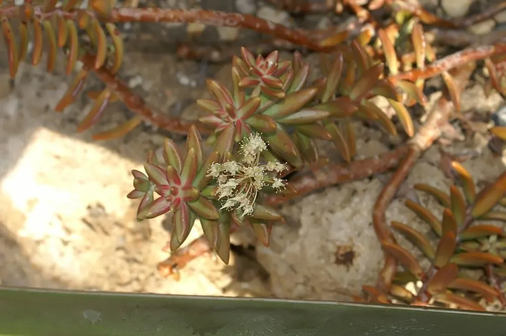 Orange Stonecrop (Sedum Nussbaumerianum) — making it perfect for rock gardens