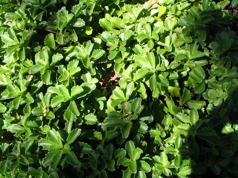 Orange Stonecrop (Sedum Nussbaumerianum) — thus promoting biodiversity within the garden; ground cover / succulent for full or half, image 69