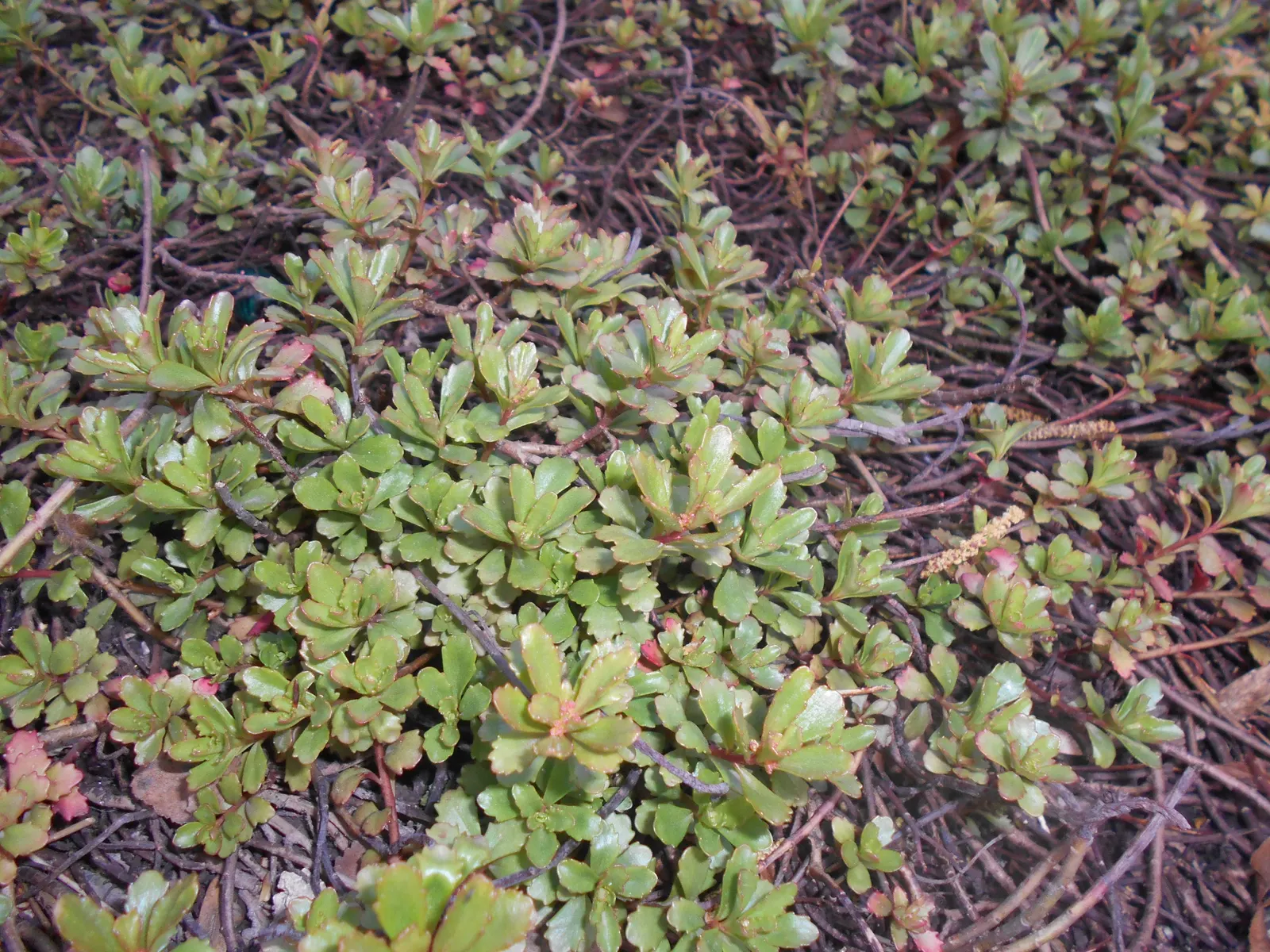 Orange Stonecrop (Sedum Nussbaumerianum) — It features fleshy, pointed leaves that transition from green to copper-orange under full sun; where its, image 75