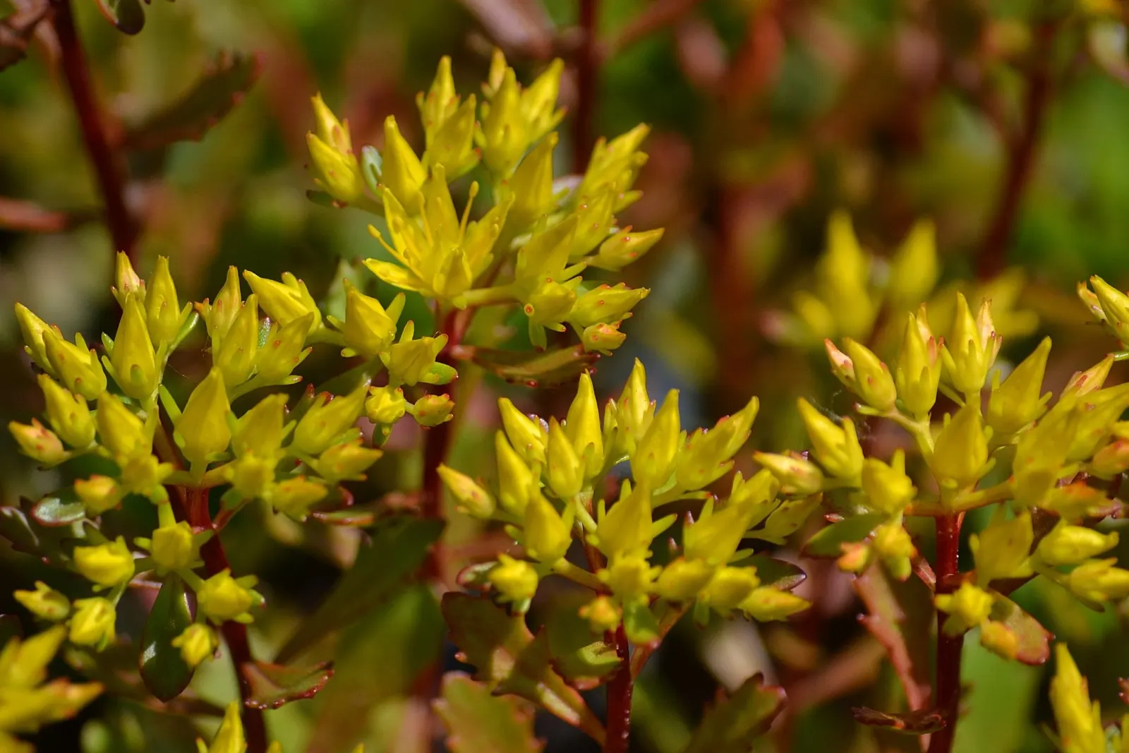 Orange Stonecrop (Sedum Nussbaumerianum) — orange-coral foliage that adds a splash of warm color to any garden design; making it perfect for rock, image 56