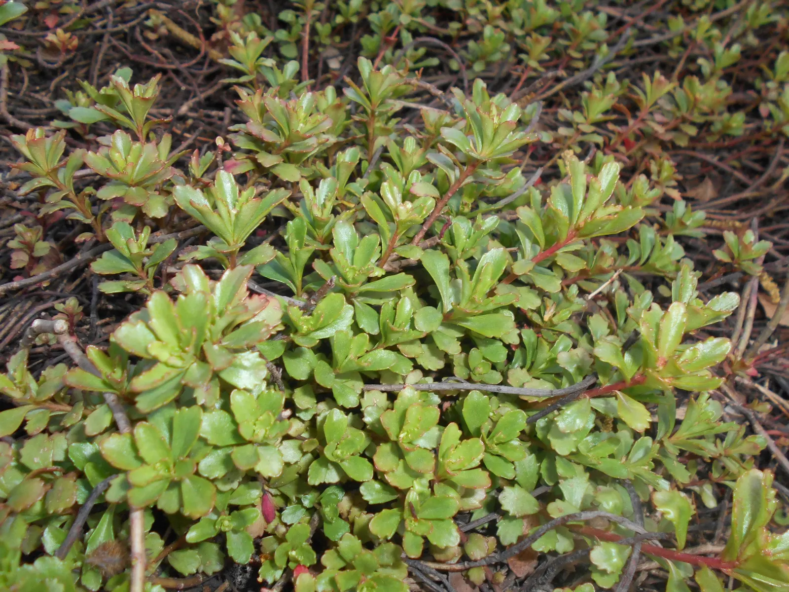 Orange Stonecrop (Sedum Nussbaumerianum) — making it perfect for rock gardens; orange-coral foliage that adds a splash of warm color to any garden, image 53