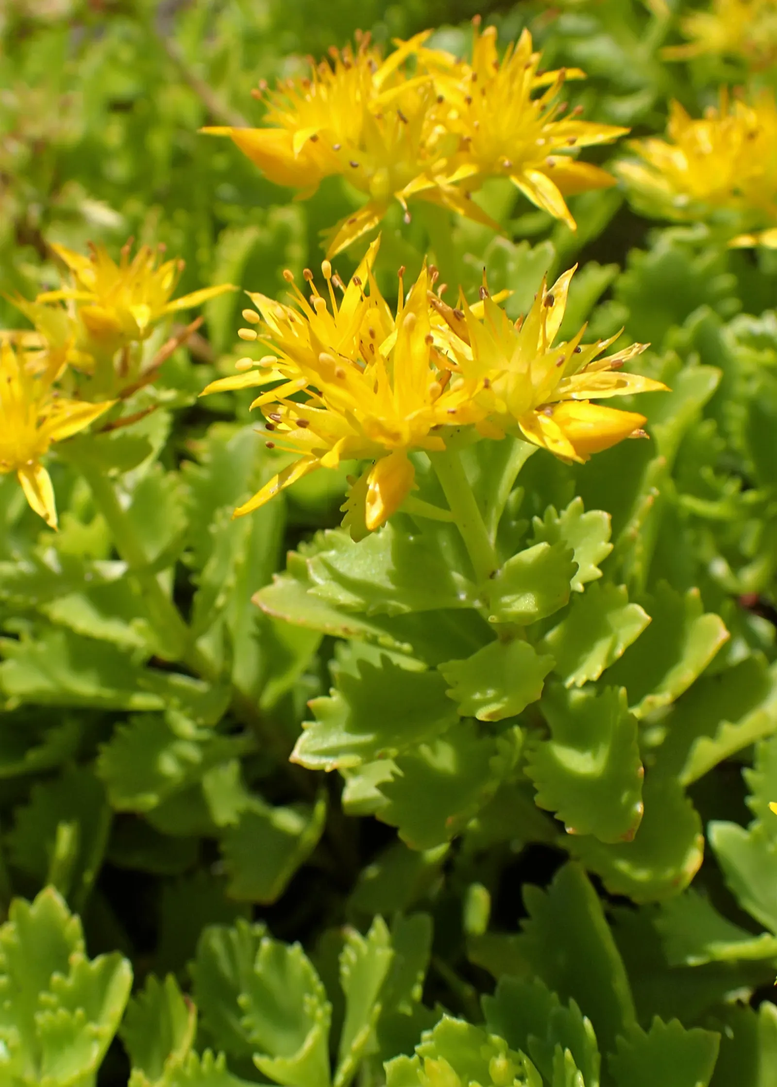 Orange Stonecrop (Sedum Nussbaumerianum) — It features fleshy, pointed leaves that transition from green to copper-orange under full sun; where its trailing