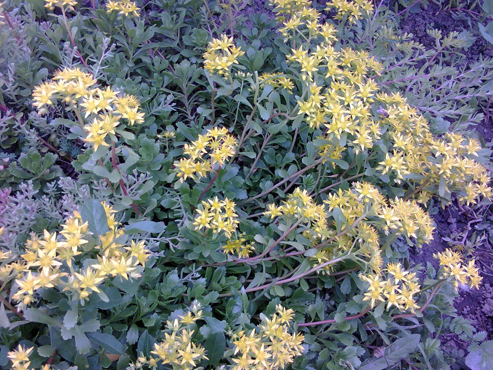 Orange Stonecrop (Sedum Nussbaumerianum) — making it perfect for rock gardens; orange-coral foliage that adds a splash of warm color to any garden design