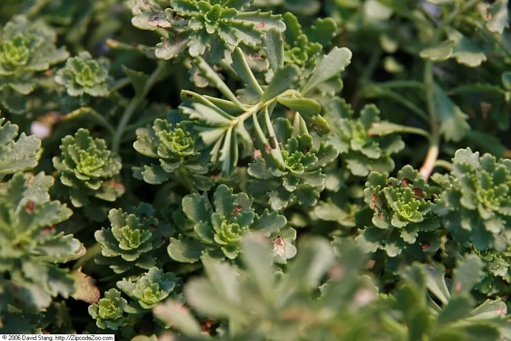 Orange Stonecrop (Sedum Nussbaumerianum) — red and yellow flowers in the garden; commonly known as Orange Stonecrop
