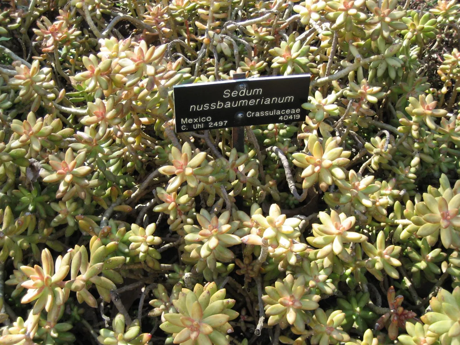 Orange Stonecrop (Sedum Nussbaumerianum) — This low-growing plant reaches a height of 8 inches with a spread of up to 24 inches; orange Stonecrop, image 52
