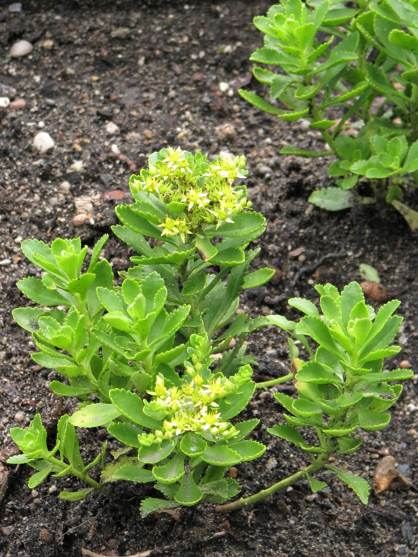 Orange Stonecrop (Sedum Nussbaumerianum) — pointed leaves are arranged in rosettes; evergreen perennial succulent
