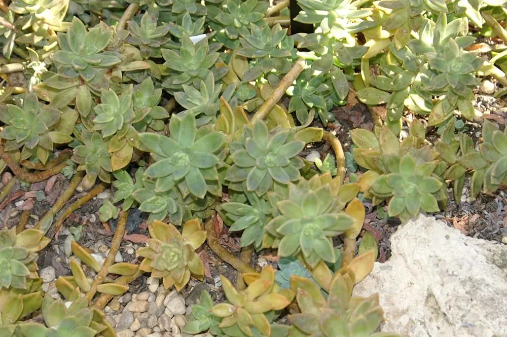 Orange Stonecrop (Sedum Nussbaumerianum) — thus promoting biodiversity within the garden; ground cover / succulent for full or half