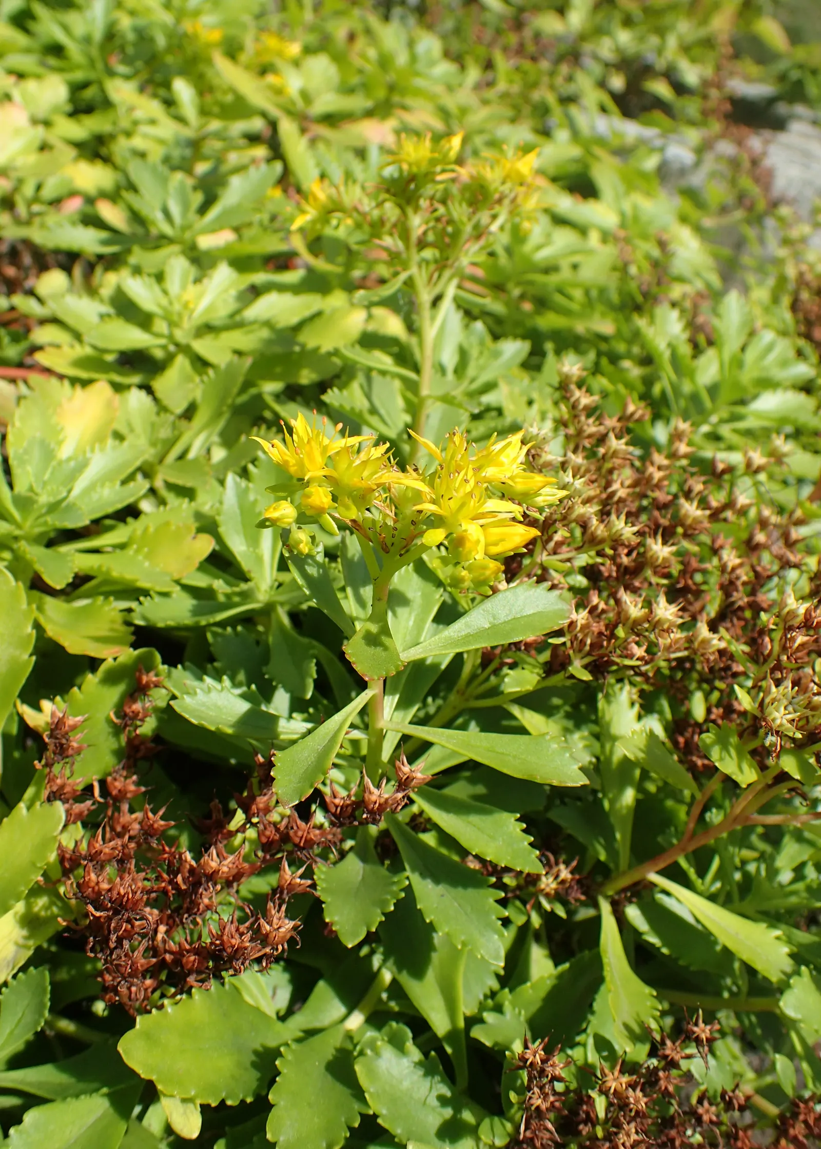 Orange Stonecrop (Sedum Nussbaumerianum) — position it amongst other succulents with contrasting forms and colors to create a dynamic visual composition