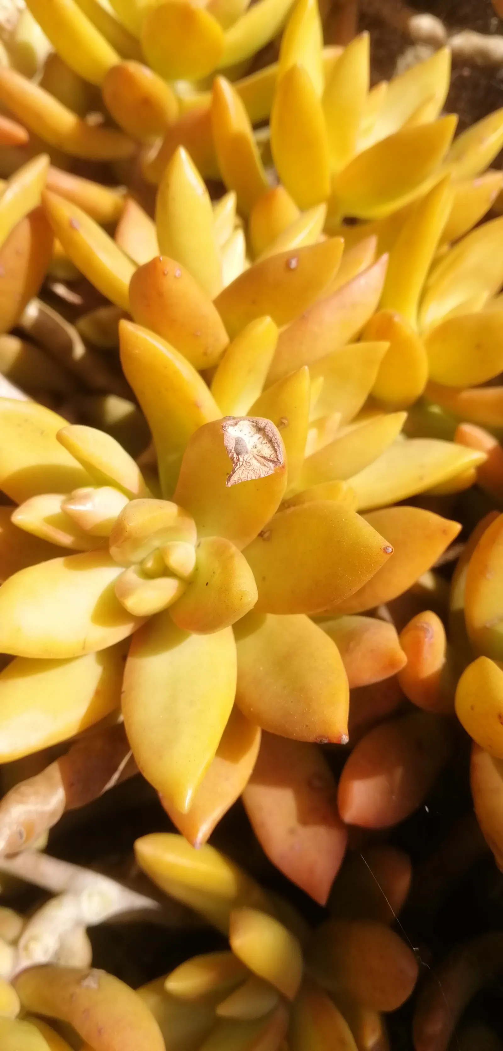 Orange Stonecrop (Sedum Nussbaumerianum) — It blooms petite, star-shaped white flowers in late winter to early spring; it is highly drought-tolerant once