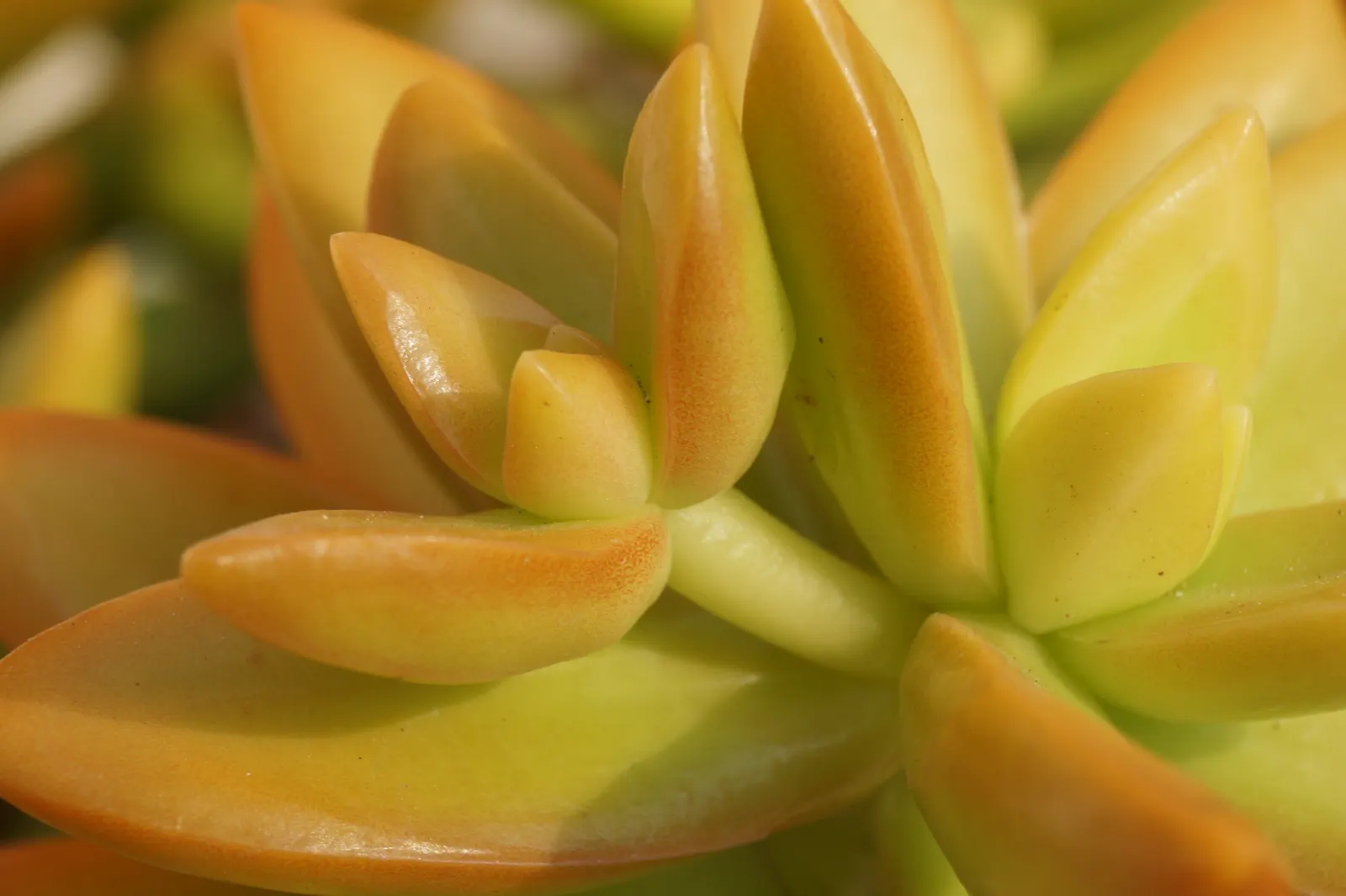 Orange Stonecrop (Sedum Nussbaumerianum) — pointed leaves are arranged in rosettes; evergreen perennial succulent, image 59