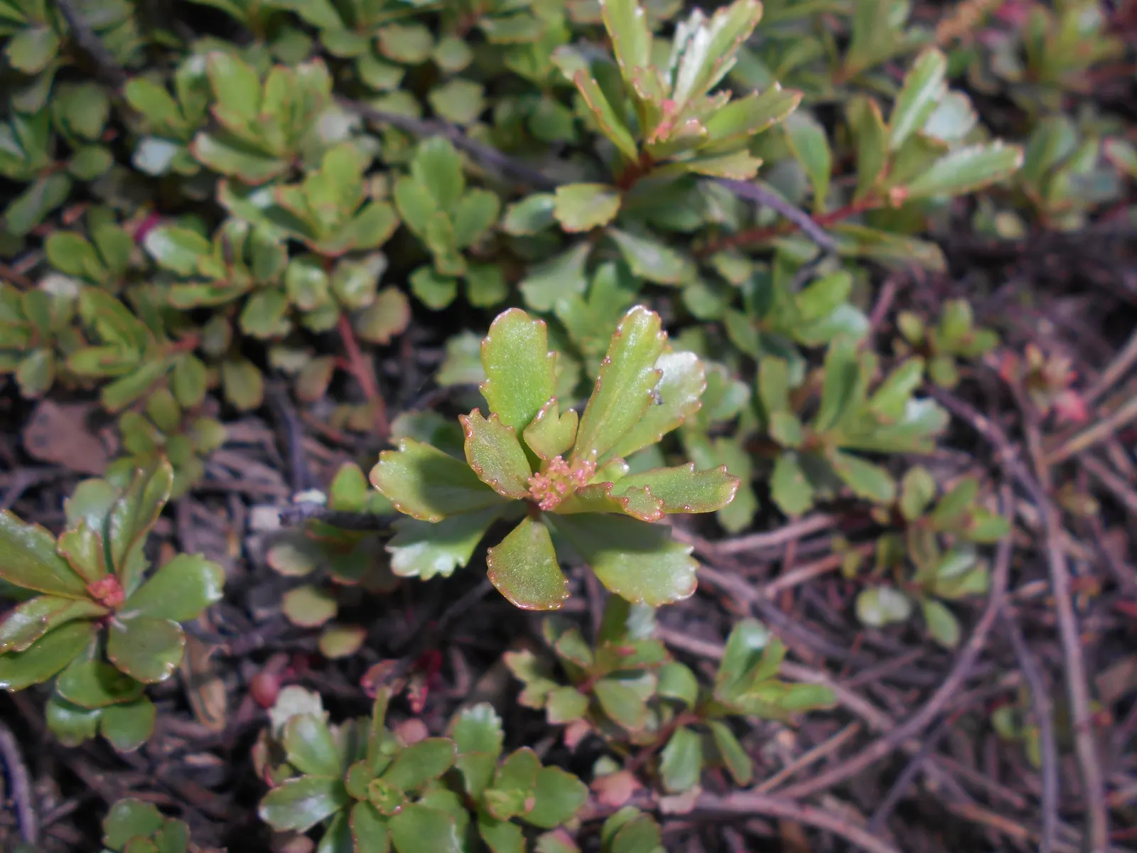 Orange Stonecrop (Sedum Nussbaumerianum) — commonly known as Orange Stonecrop