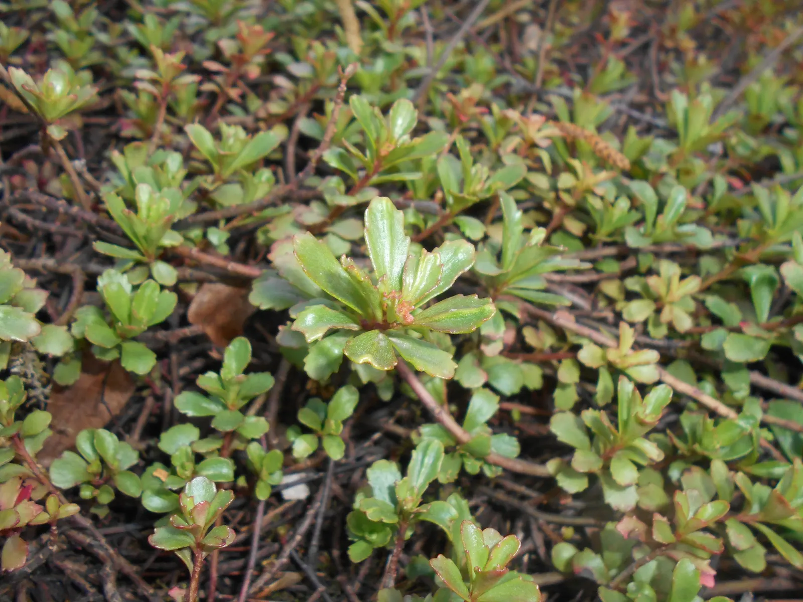 Orange Stonecrop (Sedum Nussbaumerianum) — where its trailing habit can be showcased.<br><br>When incorporating Orange Stonecrop in landscape designs; it