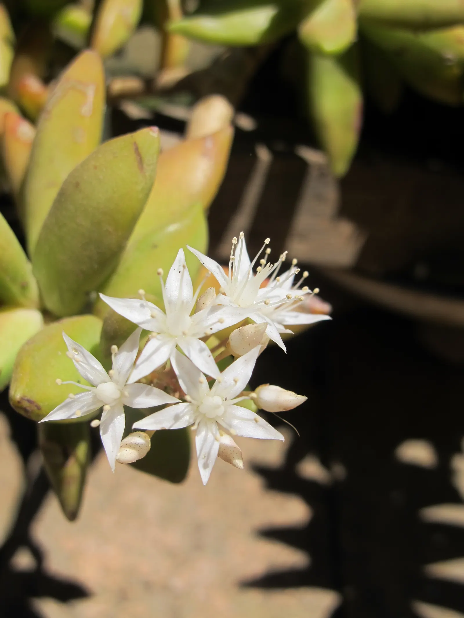 Orange Stonecrop (Sedum Nussbaumerianum) — It is also valuable for its ability to attract pollinators such as bees and butterflies; it is excellent, image 68