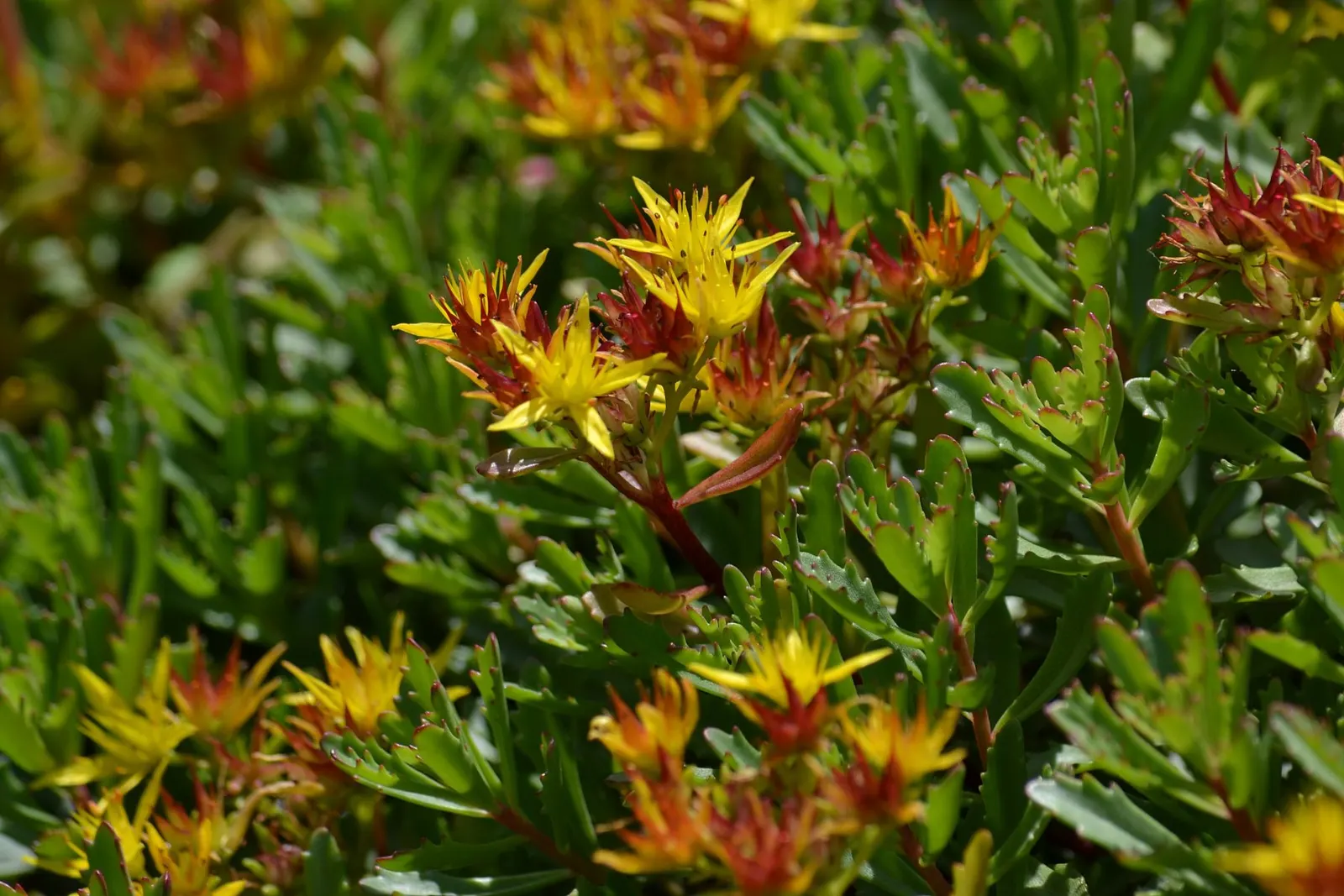 Orange Stonecrop (Sedum Nussbaumerianum) — allowing it to form attractive clumps; position it amongst other succulents with contrasting forms and colors to