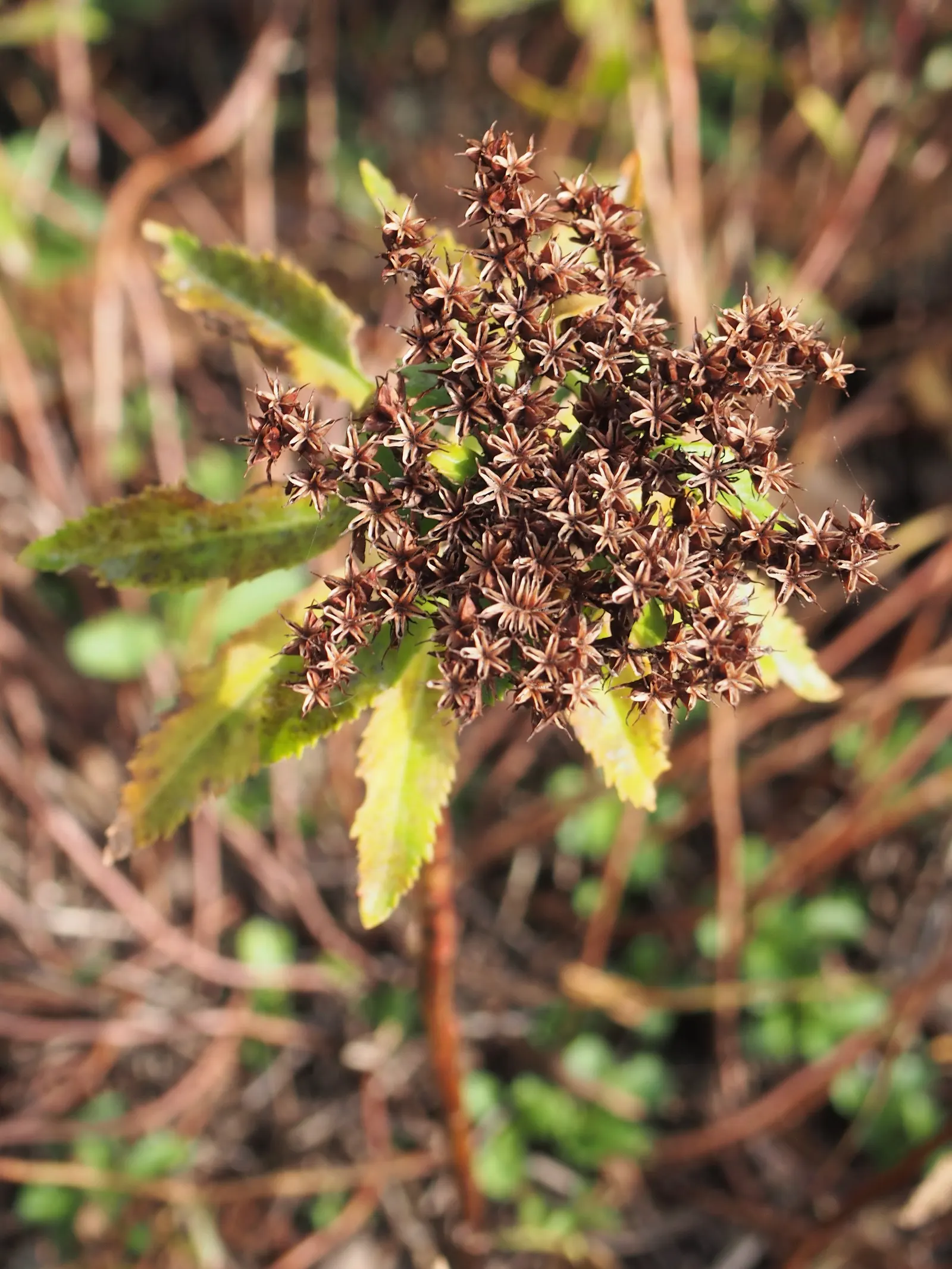 Orange Stonecrop (Sedum Nussbaumerianum) — commonly known as Orange Stonecrop; red and yellow flowers in the garden, image 103