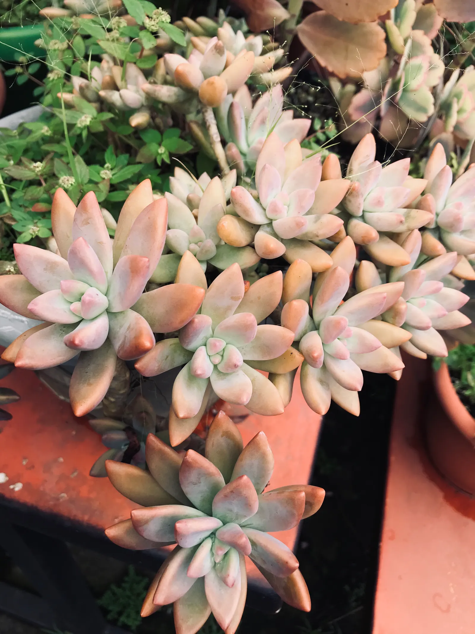 Orange Stonecrop (Sedum Nussbaumerianum) — It is also valuable for its ability to attract pollinators such as bees and butterflies; it is excellent, image 92