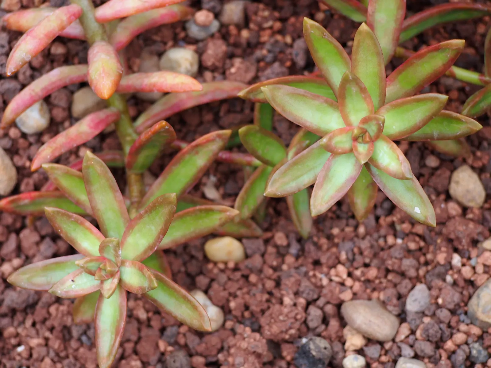 Orange Stonecrop (Sedum Nussbaumerianum) — This low-growing plant reaches a height of 8 inches with a spread of up to 24 inches