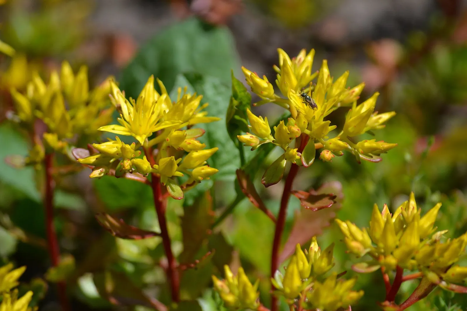 Orange Stonecrop (Sedum Nussbaumerianum) — This evergreen perennial is part of the Crassulaceae family and is native to Mexico; which intensify in, image 81