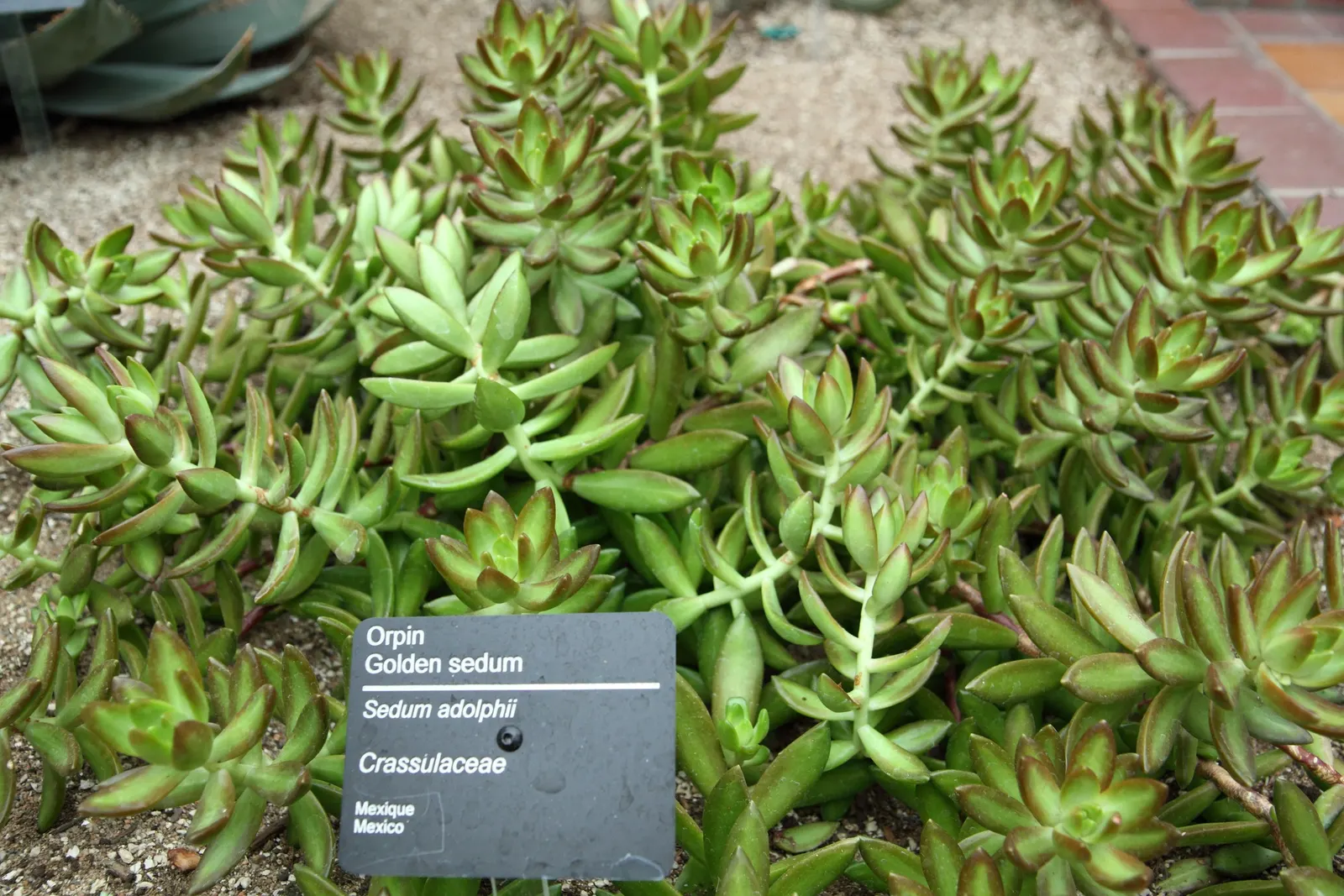 Orange Stonecrop (Sedum Nussbaumerianum) — where its trailing habit can be showcased.<br><br>When incorporating Orange Stonecrop in landscape, image 66