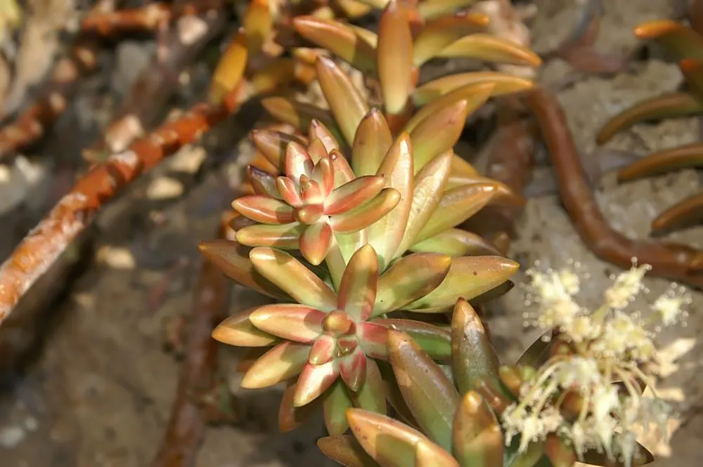 Orange Stonecrop (Sedum Nussbaumerianum) — allowing it to form attractive clumps; position it amongst other succulents with contrasting forms and, image 58