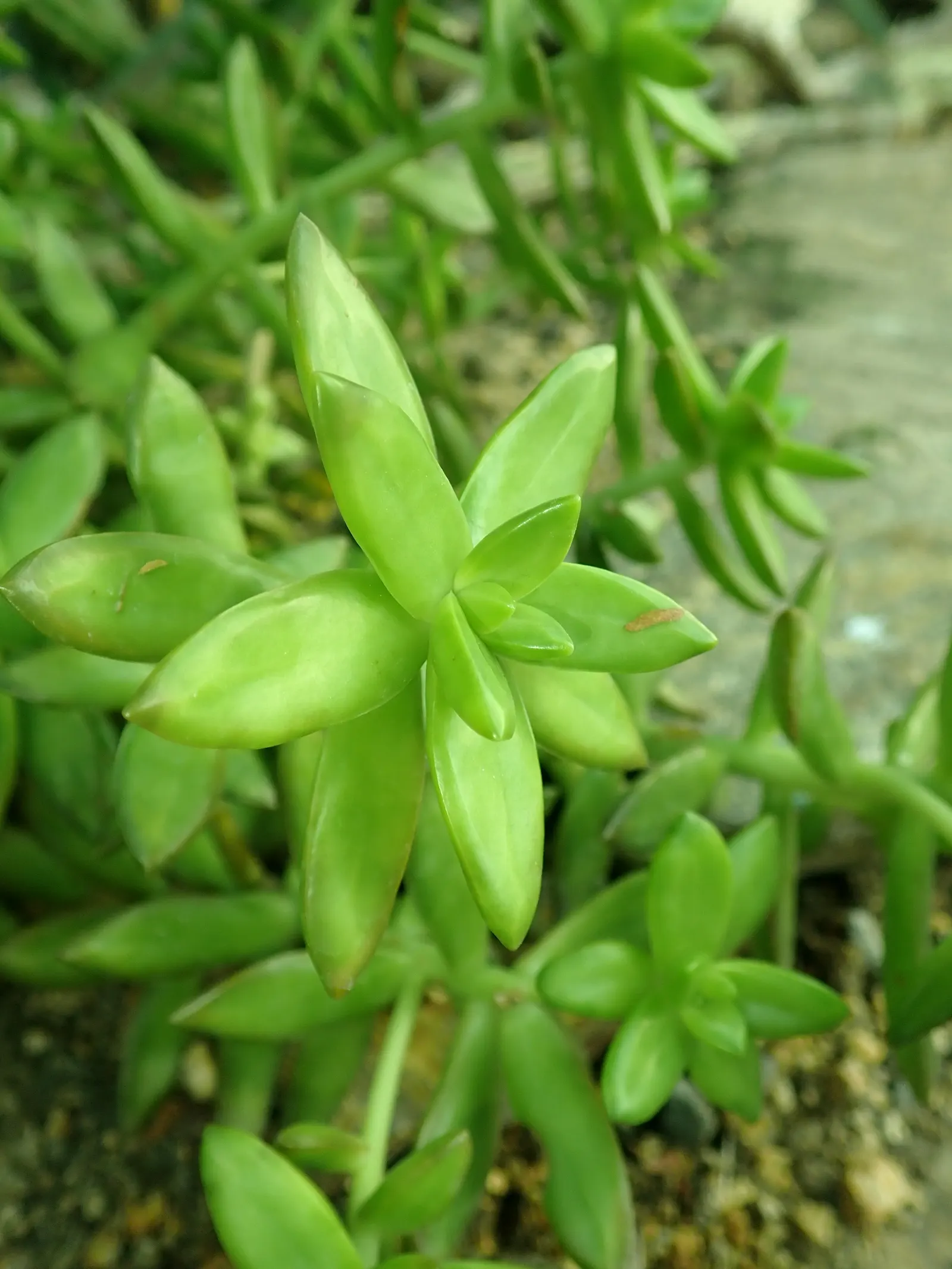 Orange Stonecrop (Sedum Nussbaumerianum) — thus promoting biodiversity within the garden; ground cover / succulent for full or half, image 93