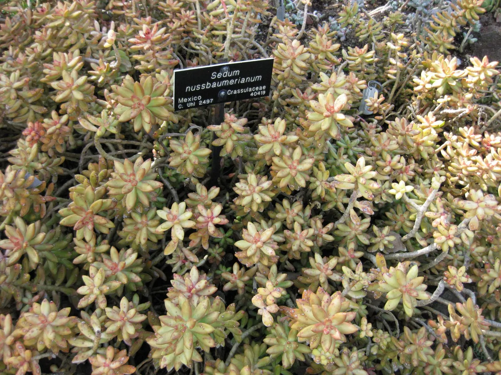 Orange Stonecrop (Sedum Nussbaumerianum) — which intensify in hue when exposed to full sun