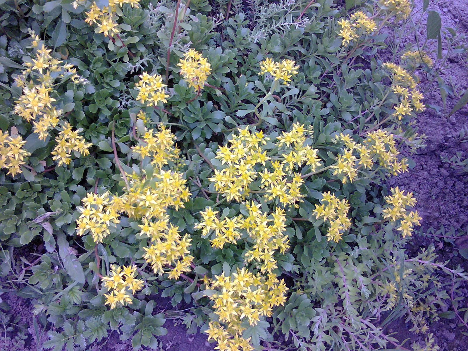 Orange Stonecrop (Sedum Nussbaumerianum) — which intensify in hue when exposed to full sun; this evergreen perennial is part of the Crassulaceae family and is