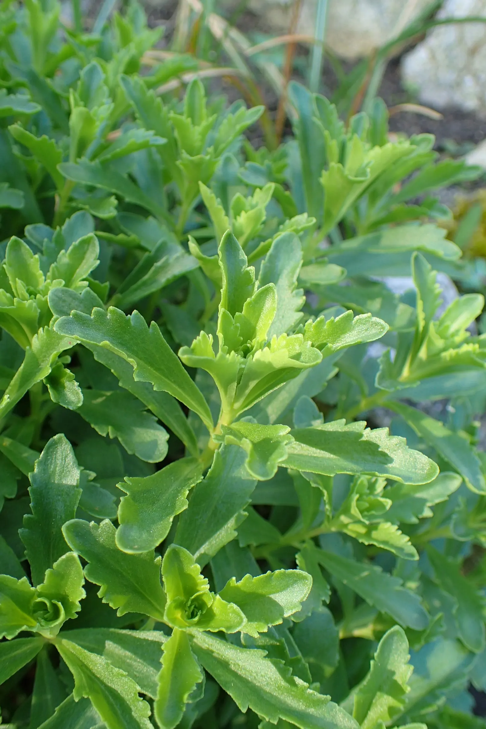 Orange Stonecrop (Sedum Nussbaumerianum) — Orange Stonecrop (Sedum nussbaumerianum) thrives in USDA zones 9-11 and is a striking