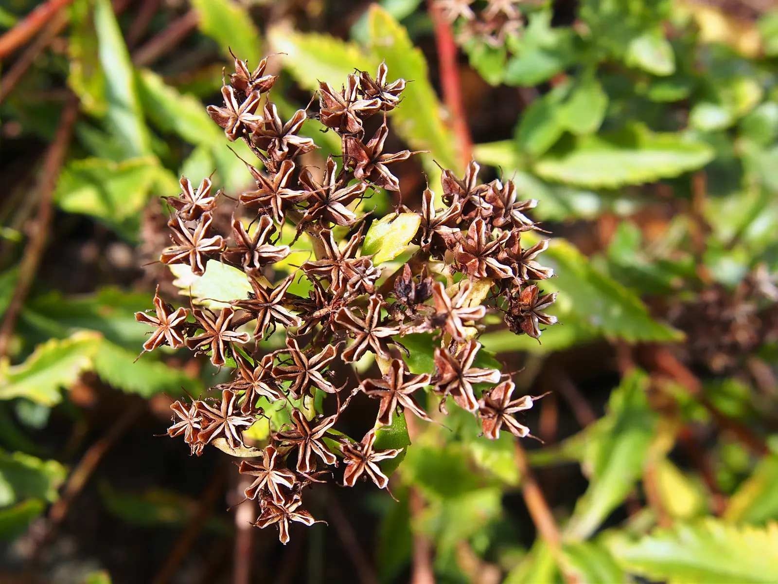 Orange Stonecrop (Sedum Nussbaumerianum) — allowing it to form attractive clumps; position it amongst other succulents with contrasting forms and, image 82