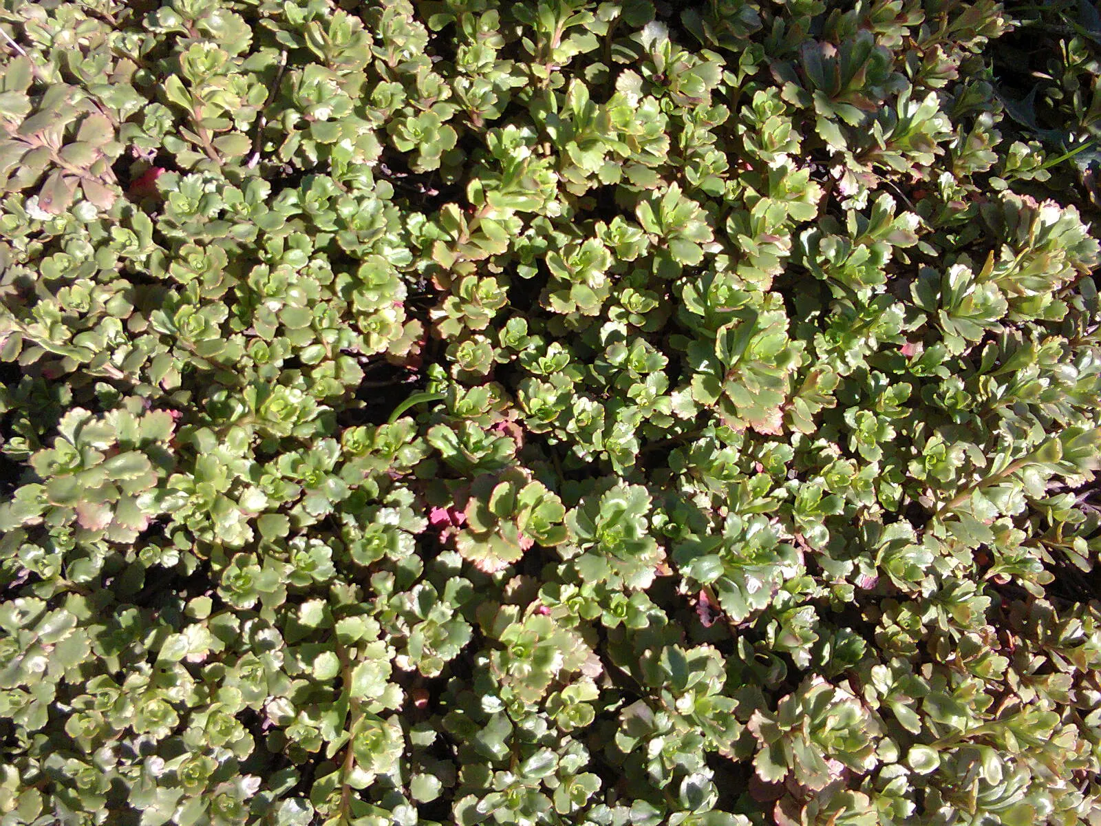 Orange Stonecrop (Sedum Nussbaumerianum) — red and yellow flowers in the garden