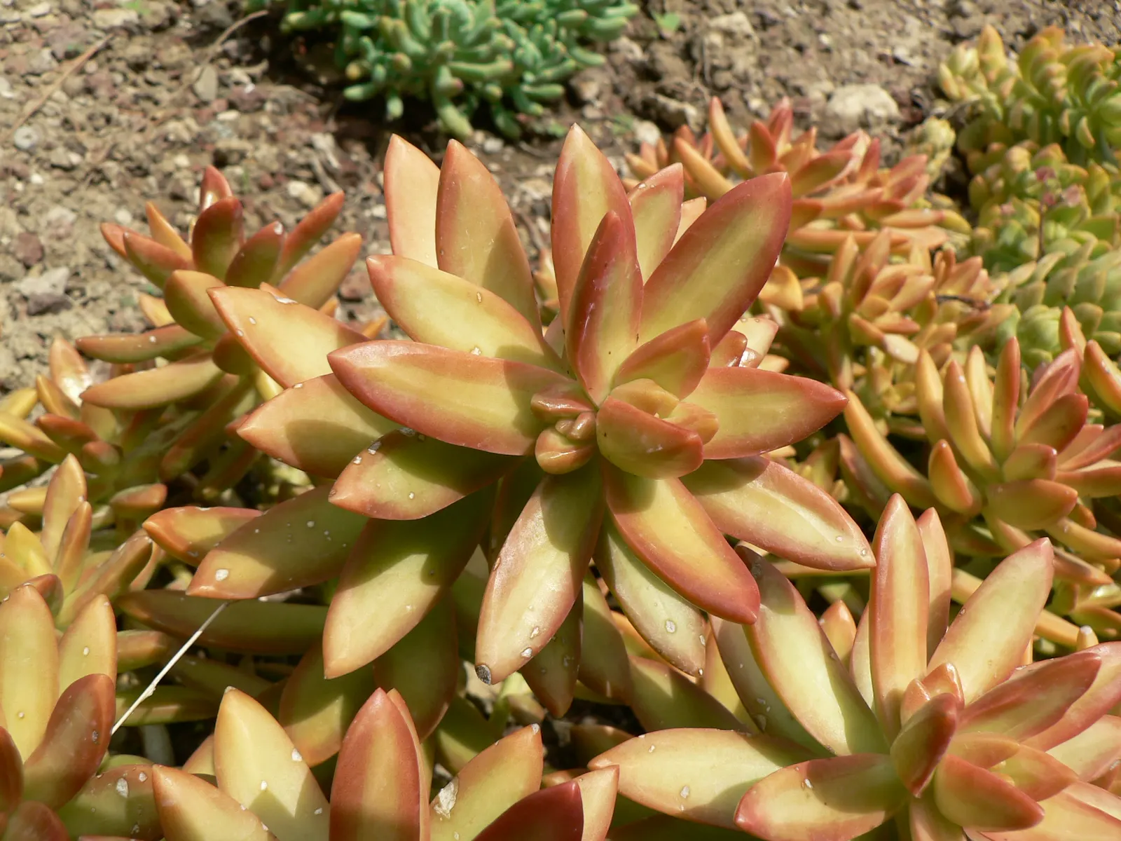 Orange Stonecrop (Sedum Nussbaumerianum) — Orange Stonecrop (Sedum nussbaumerianum) thrives in USDA zones 9-11 and is a striking; this low-growing plant