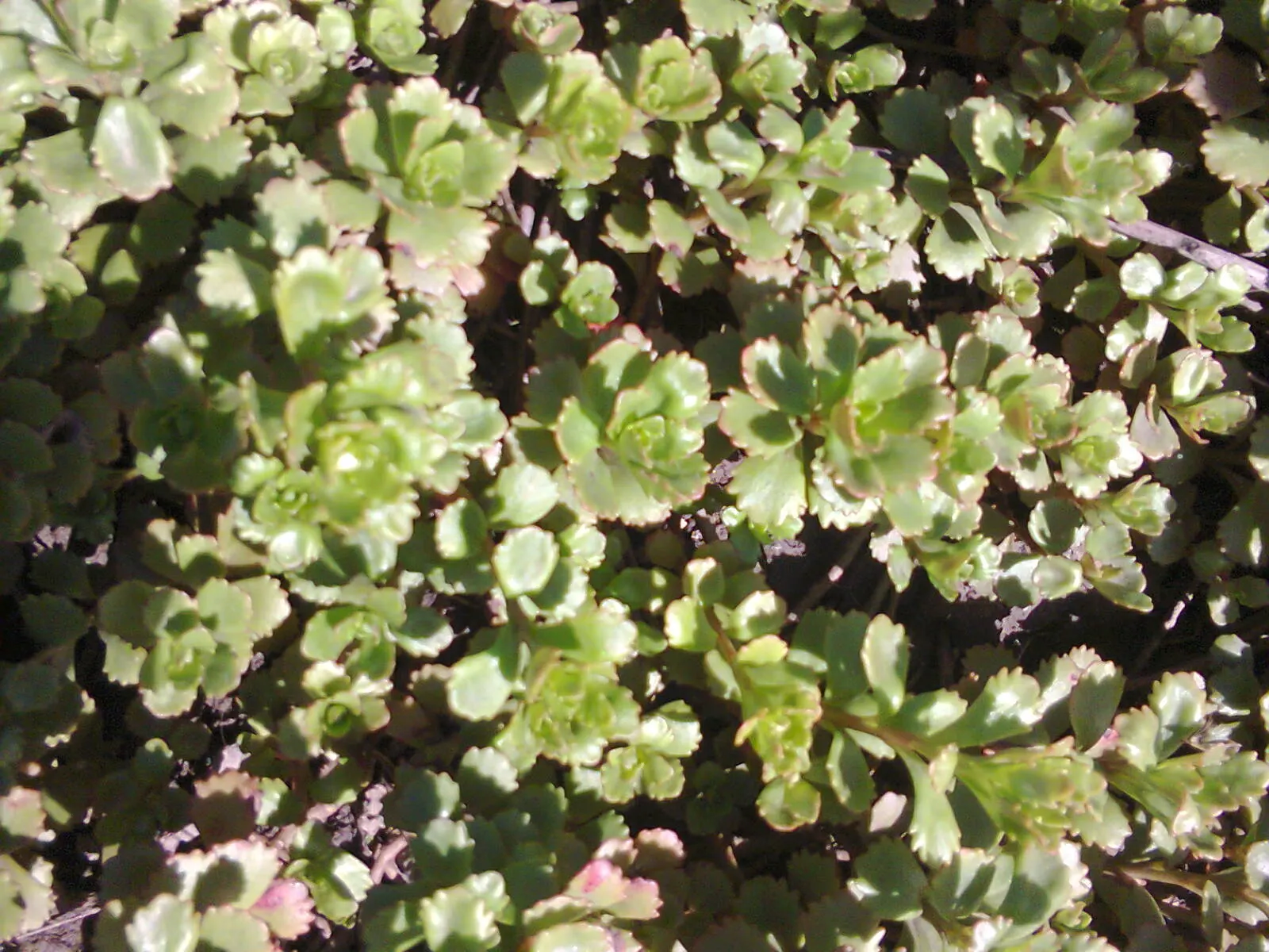 Orange Stonecrop (Sedum Nussbaumerianum) — Sedum nussbaumerianum is hardy in USDA zones 9 to 11 and does well in rock gardens