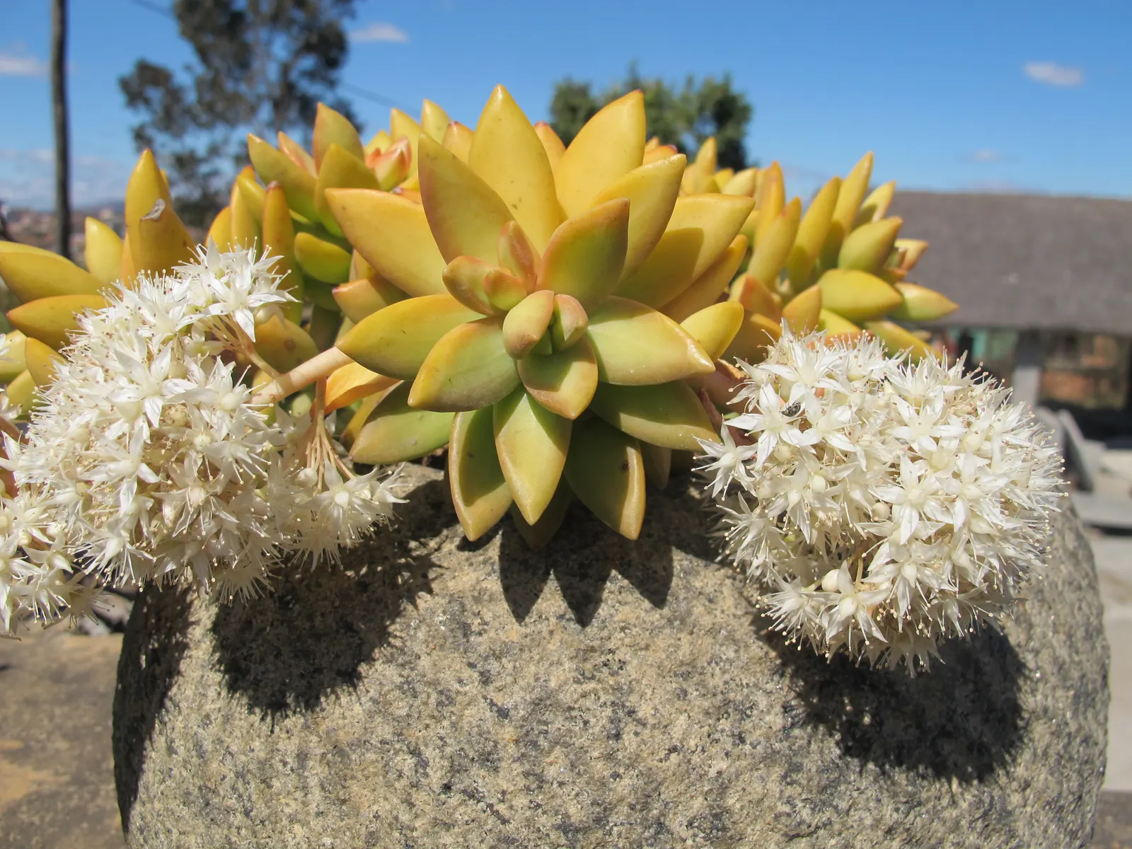 Orange Stonecrop (Sedum Nussbaumerianum) — transitioning from green to bright orange; sedum nussbaumerianum is hardy in USDA zones 9 to 11 and does, image 85