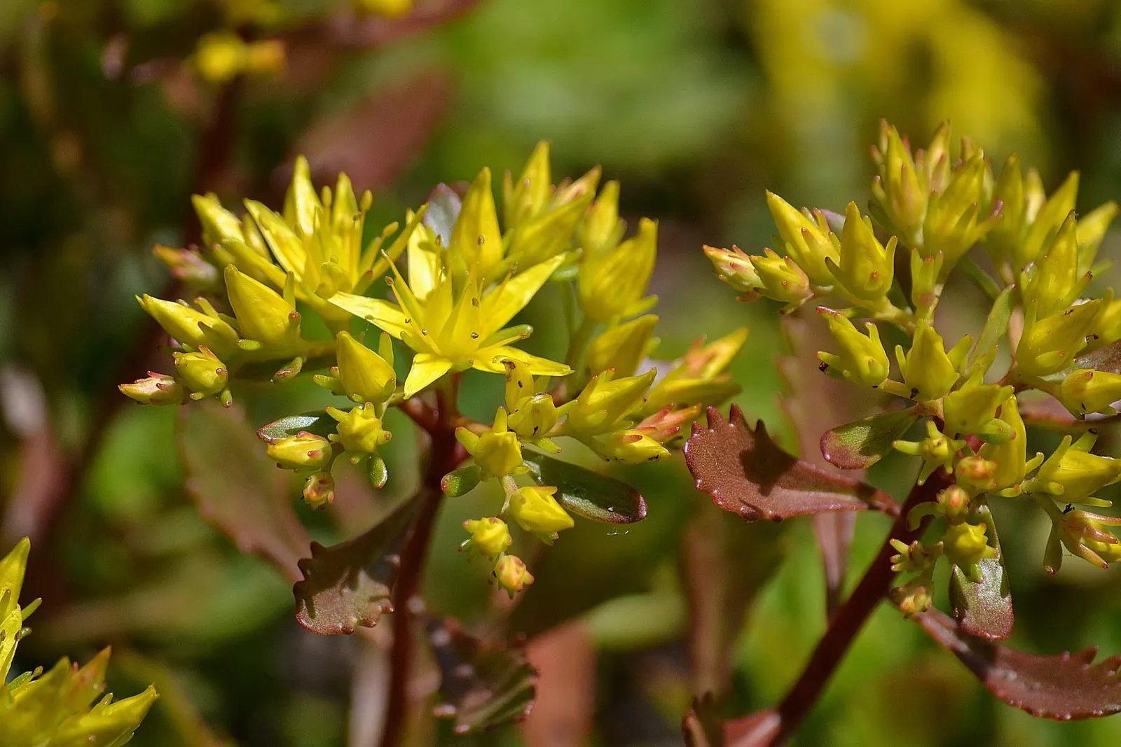 Orange Stonecrop (Sedum Nussbaumerianum) — This low-growing plant reaches a height of 8 inches with a spread of up to 24 inches; orange Stonecrop (Sedum