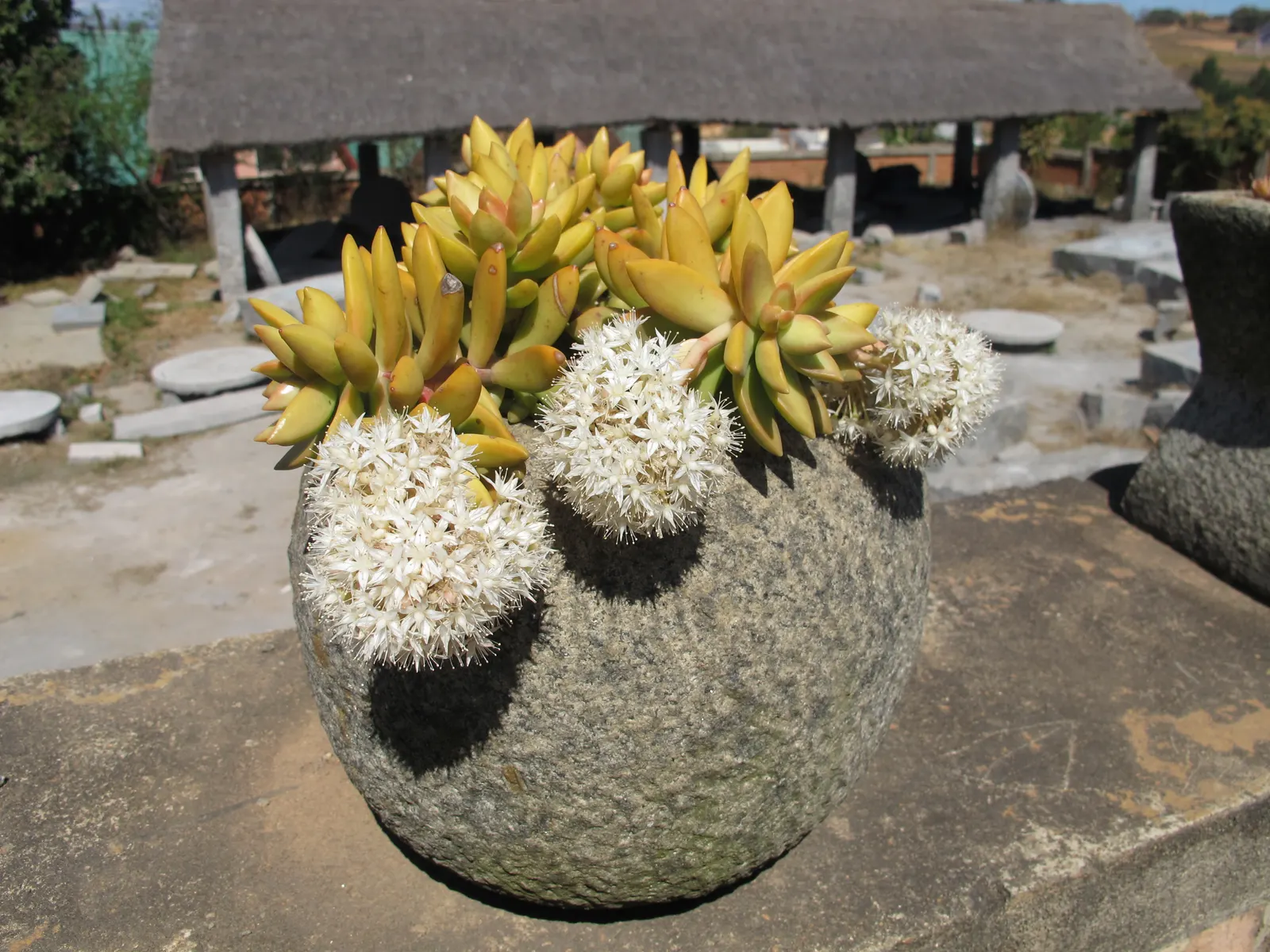 Orange Stonecrop (Sedum Nussbaumerianum) — it is excellent for container planting; it is also valuable for its ability to attract pollinators such as bees and