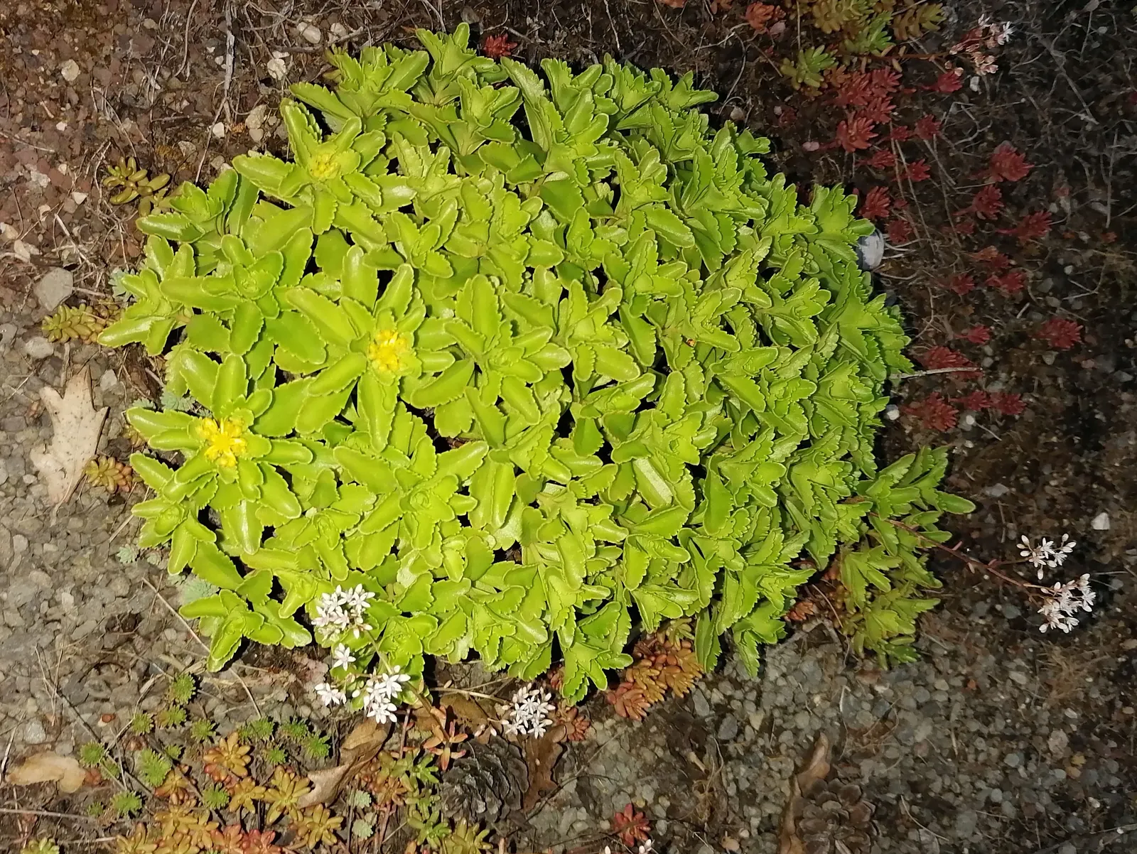 Orange Stonecrop (Sedum Nussbaumerianum) — This evergreen perennial is part of the Crassulaceae family and is native to Mexico; which intensify in, image 57