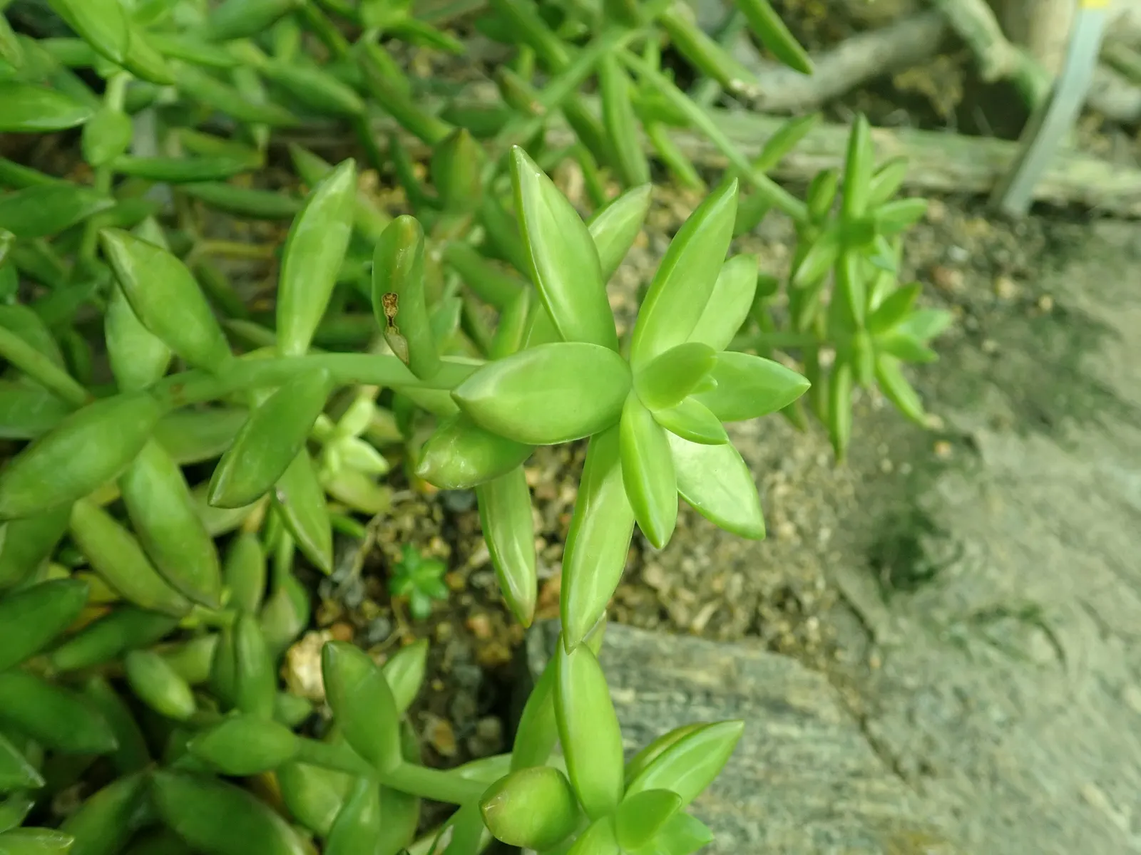 Orange Stonecrop (Sedum Nussbaumerianum) — pointed leaves are arranged in rosettes; evergreen perennial succulent, image 83