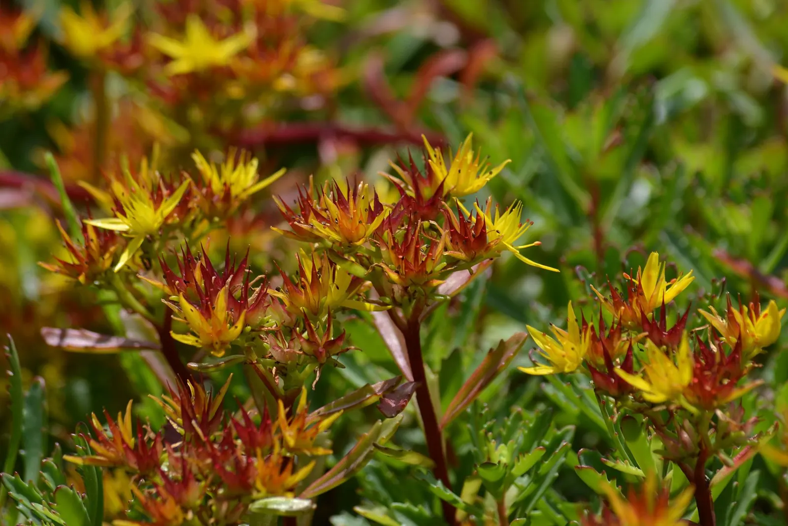 Orange Stonecrop (Sedum Nussbaumerianum) — Sedum nussbaumerianum is hardy in USDA zones 9 to 11 and does well in rock gardens; transitioning from green to
