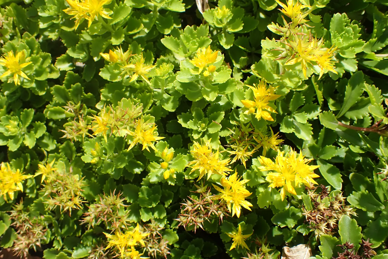 Orange Stonecrop (Sedum Nussbaumerianum) — where its trailing habit can be showcased.<br><br>When incorporating Orange Stonecrop in landscape designs