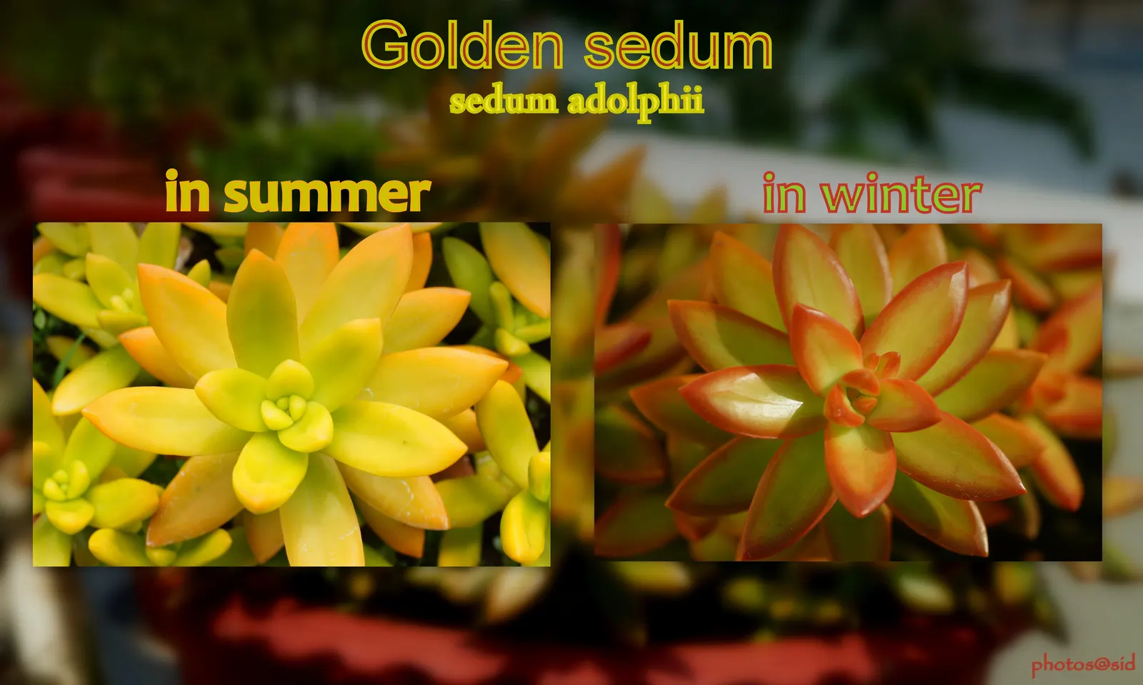 Orange Stonecrop (Sedum Nussbaumerianum) — pointed leaves are arranged in rosettes