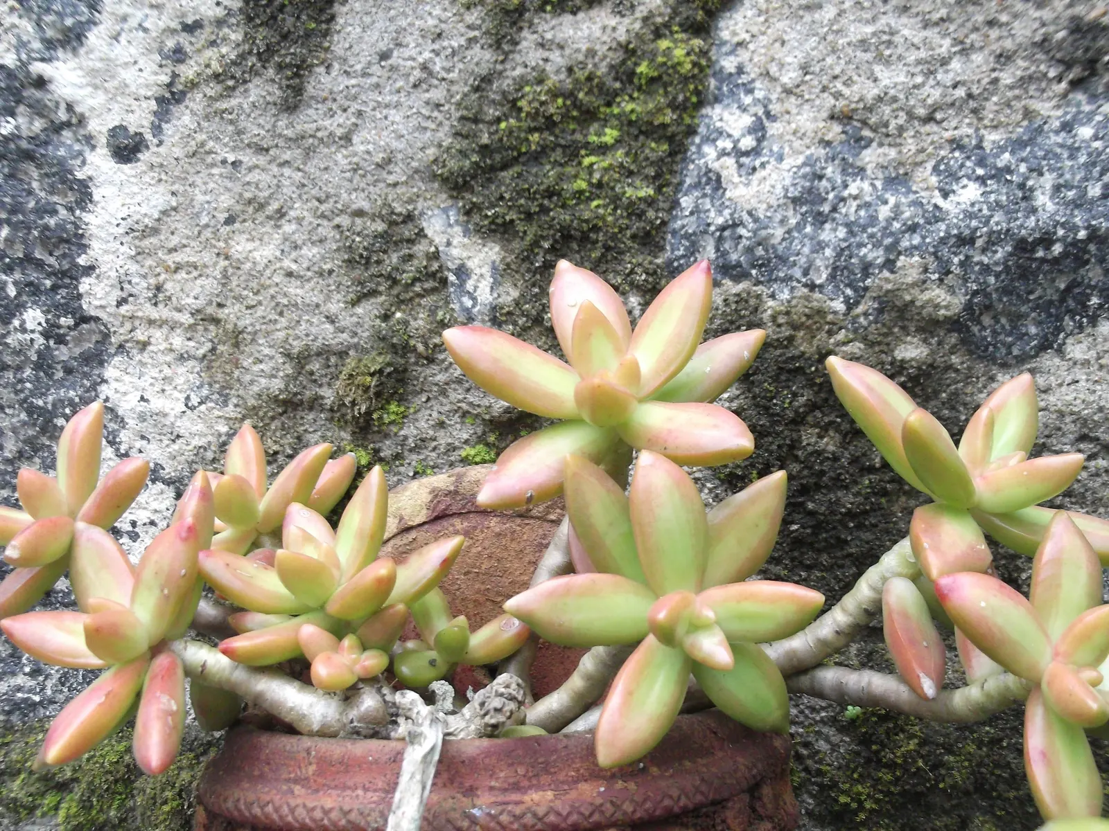 Orange Stonecrop (Sedum Nussbaumerianum) — commonly known as Orange Stonecrop; red and yellow flowers in the garden, image 79