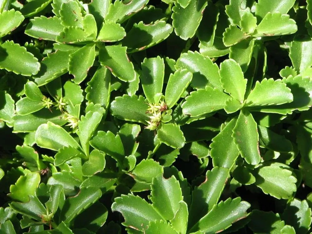 Orange Stonecrop (Sedum Nussbaumerianum) — it is excellent for container planting; it is also valuable for its ability to attract pollinators such, image 89