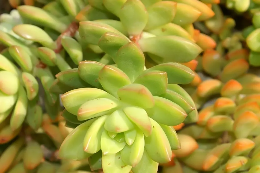Orange Stonecrop (Sedum Nussbaumerianum) — it produces clusters of small white to pale yellow star-shaped flowers on upright stems; ground cover / succulent