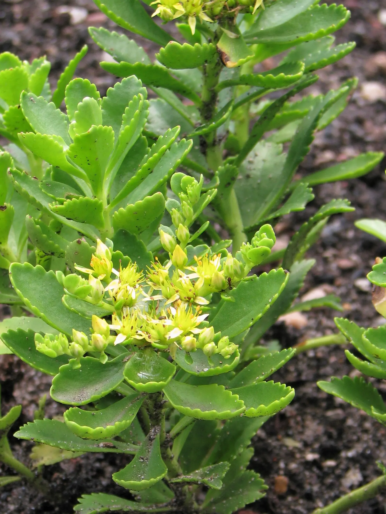 Orange Stonecrop (Sedum Nussbaumerianum) — position it amongst other succulents with contrasting forms and colors to create a dynamic visual, image 43