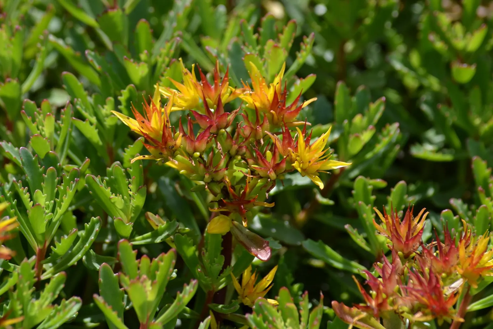 Orange Stonecrop (Sedum Nussbaumerianum) — ground cover / succulent with red and yellow blooms; it produces clusters of small white to pale yellow, image 71