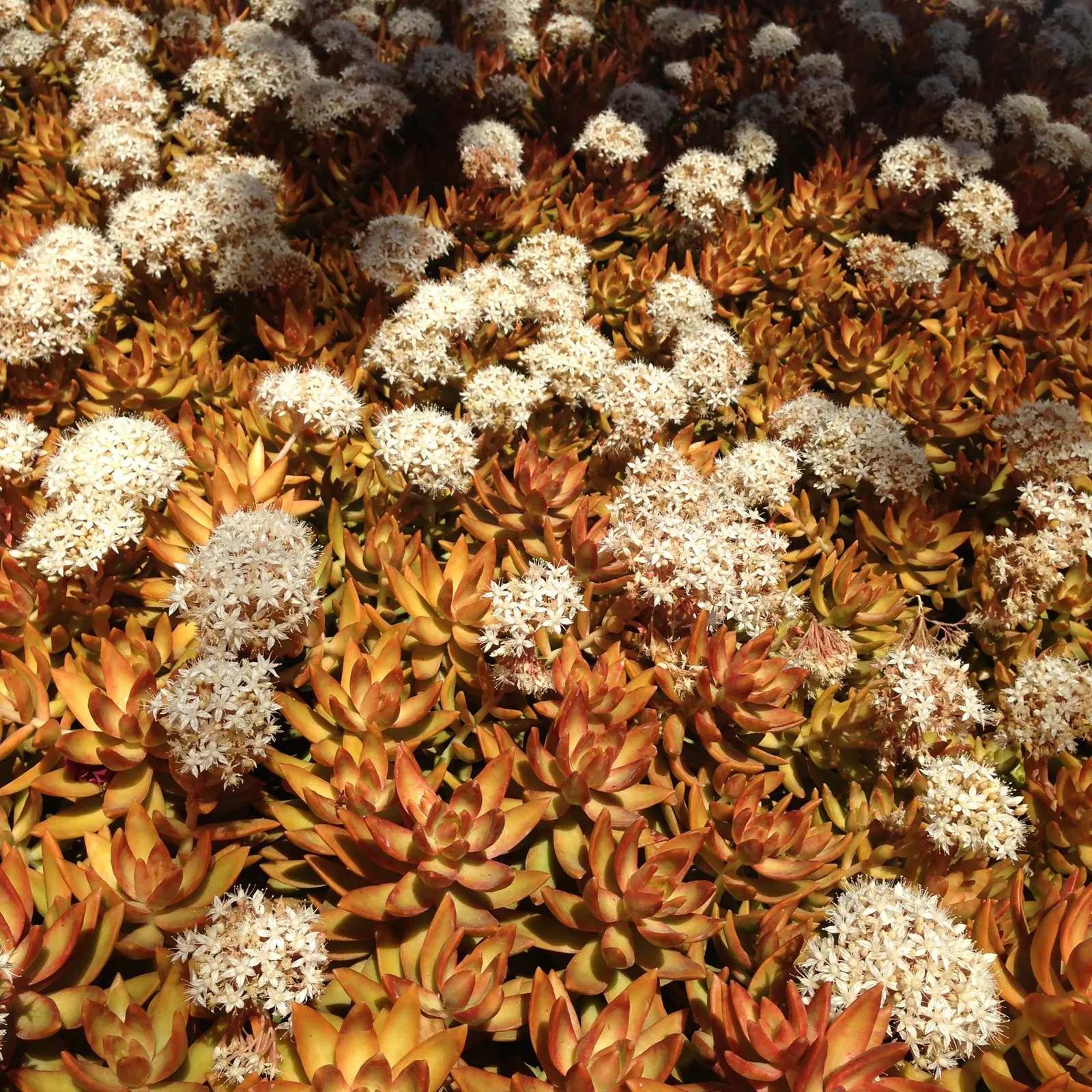 Orange Stonecrop (Sedum Nussbaumerianum) — which intensify in hue when exposed to full sun; this evergreen perennial is part of the Crassulaceae, image 60