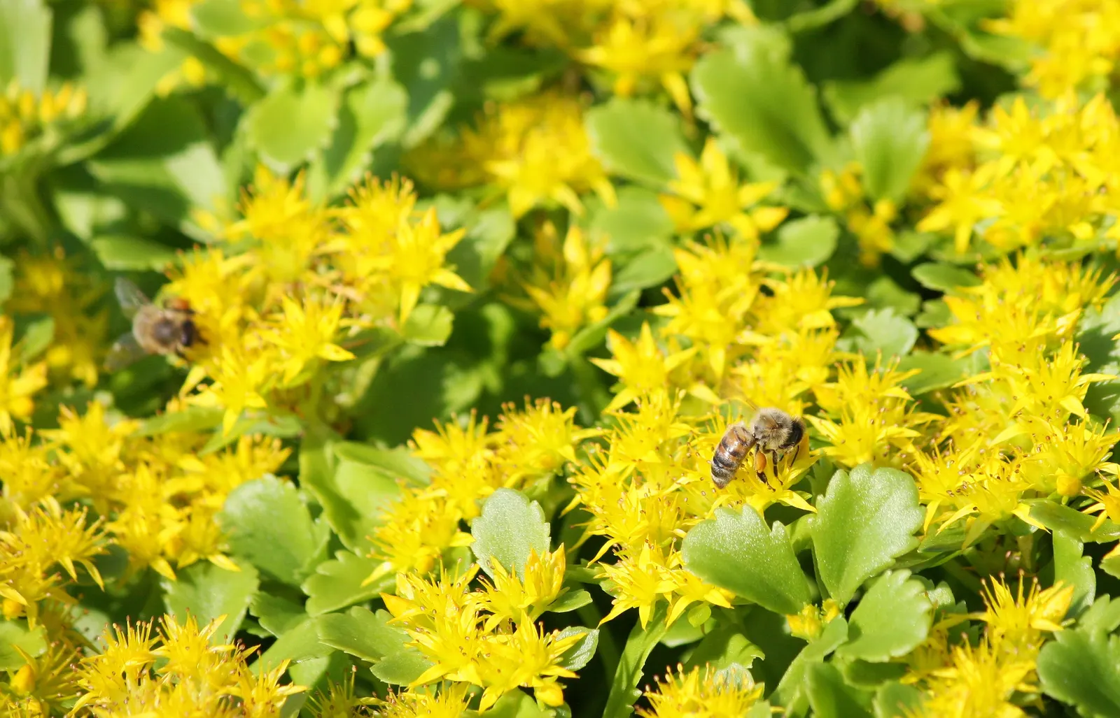 Orange Stonecrop (Sedum Nussbaumerianum) — transitioning from green to bright orange; sedum nussbaumerianum is hardy in USDA zones 9 to 11 and does, image 61